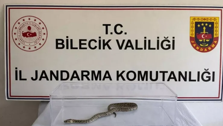 Bilecik’te Şok Baskın: Evden Nesli Tükenmekte Olan Piton Çıktı!