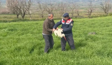 Bilecik’te Yaralı Leyleğe Jandarma Şefkati: Tedavi Altına Alındı