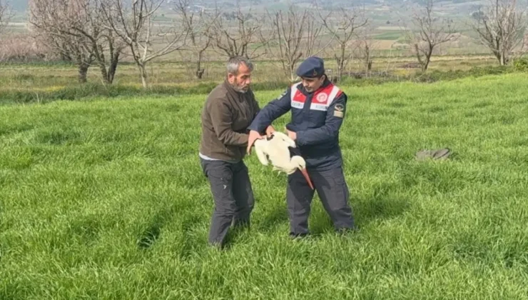 Bilecik’te Yaralı Leyleğe Jandarma Şefkati: Tedavi Altına Alındı
