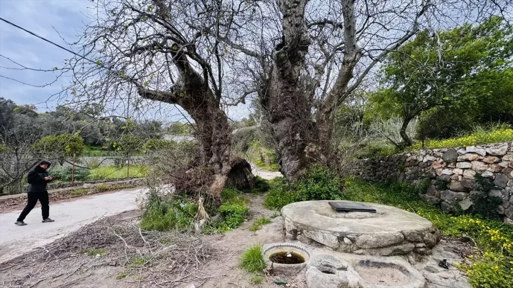 Bodrum dev çınar ağacı koruma