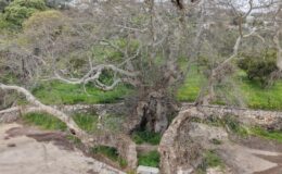 Bodrum’da Dev Keşif: 20 Metrelik Gövdesiyle Anıt Ağaç Adayı Çınar Koruma Altında
