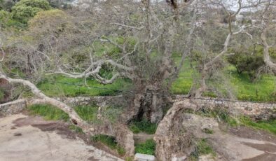 Bodrum’da Dev Keşif: 20 Metrelik Gövdesiyle Anıt Ağaç Adayı Çınar Koruma Altında