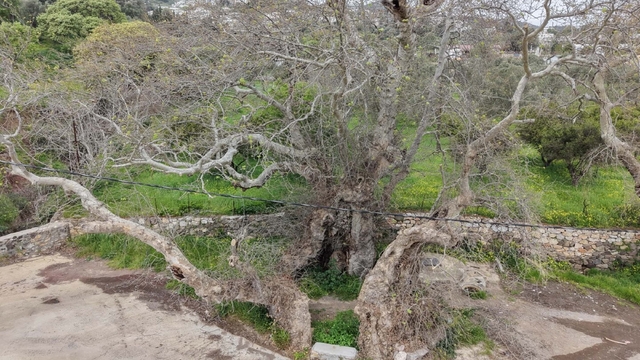 Bodrum’da Dev Keşif: 20 Metrelik Gövdesiyle Anıt Ağaç Adayı Çınar Koruma Altında