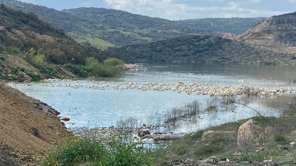 Boğazköy Barajı pelikan istilası