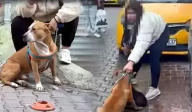 Çorlu’da Pitbull Dehşetinde Kan Donduran Yeni Görüntüler Köpek Sahibi Müdahaleye Engel Oldu