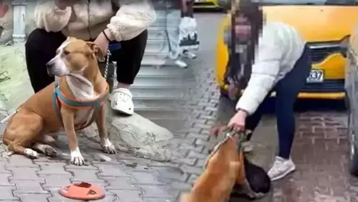 Çorlu’da Pitbull Dehşetinde Kan Donduran Yeni Görüntüler Köpek Sahibi Müdahaleye Engel Oldu
