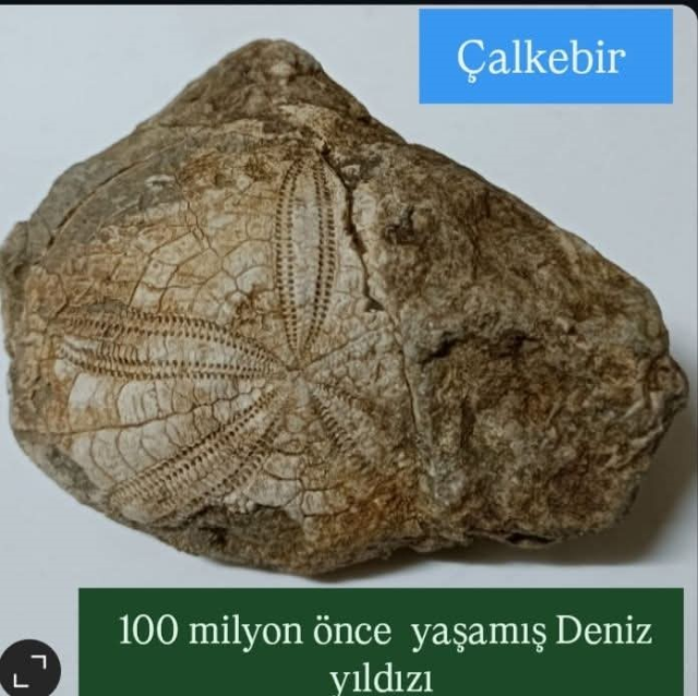 Denizli Baklan deniz yıldızı fosili keşfi