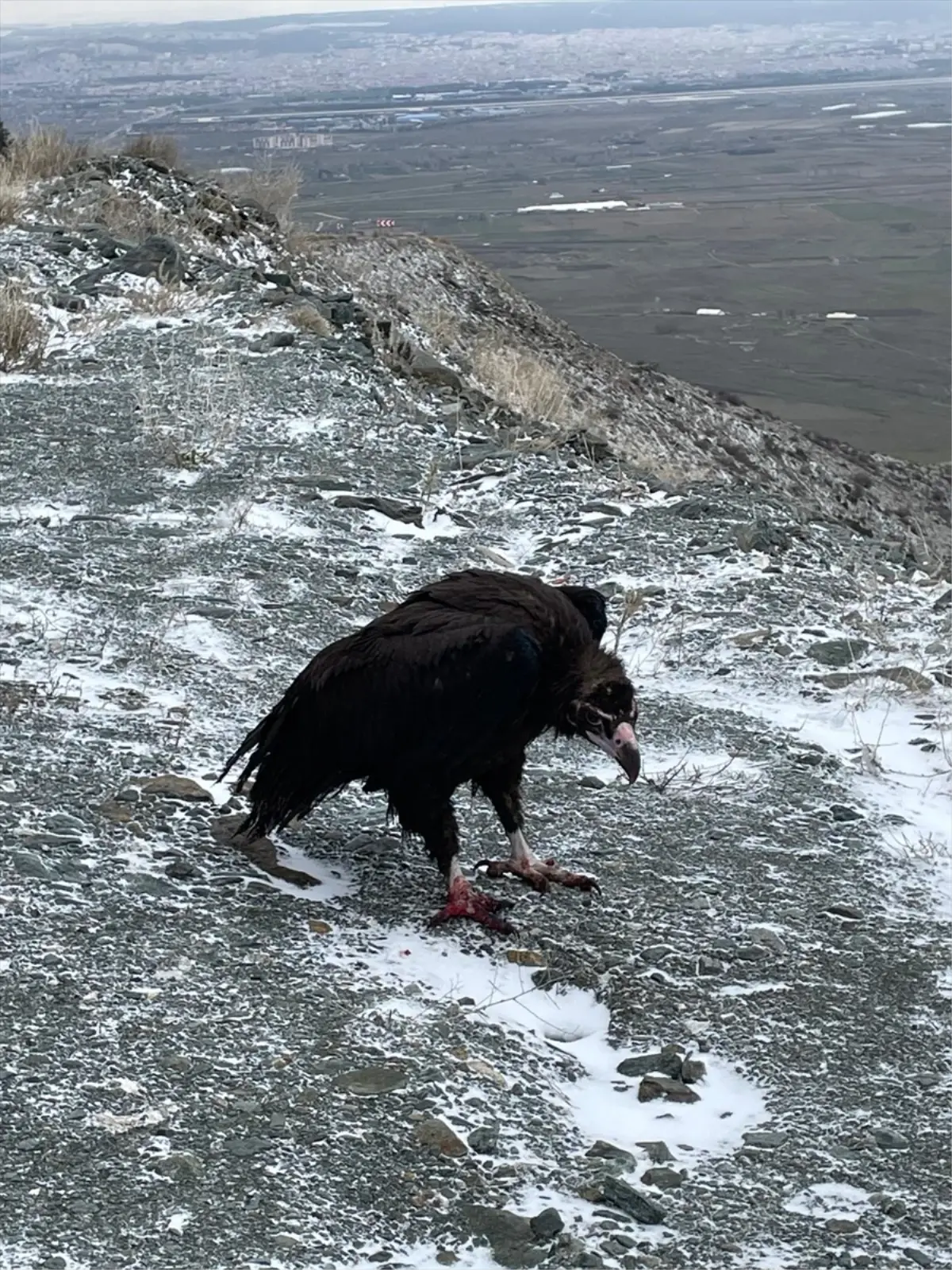 Eskişehir yaralı kuşların doğaya salınması