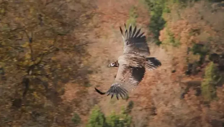 Eskişehir’de Yaralı Yırtıcılar İçin Mutlu Son! 4 Dev Kuş Tedavilerinin Ardından Yeniden Gökyüzünde!