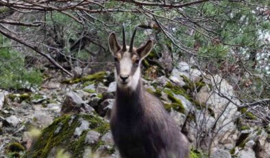 Gümüşhane’nin Sarp Kayalıklarında Nadir Görüntüler: Çengel Boynuzlu Dağ Keçileri