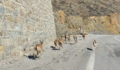 Gümüşhane’de Görsel Şölen Yaban Keçileri Yavrularıyla Birlikte Kaydedildi