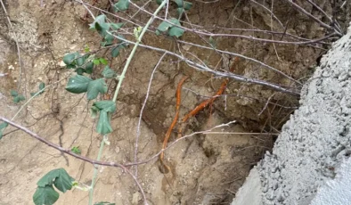 Bahçeye Fidan Dikmeye İndi Gördüğü Şey Hayatının Şokunu Yaşattı