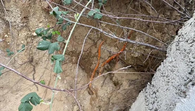 Bahçeye Fidan Dikmeye İndi Gördüğü Şey Hayatının Şokunu Yaşattı