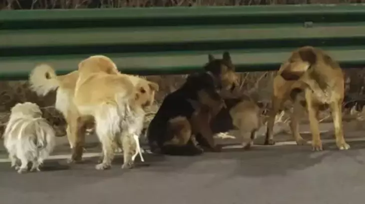 Köpeklerin kesimhaneden kaçış hikayesi