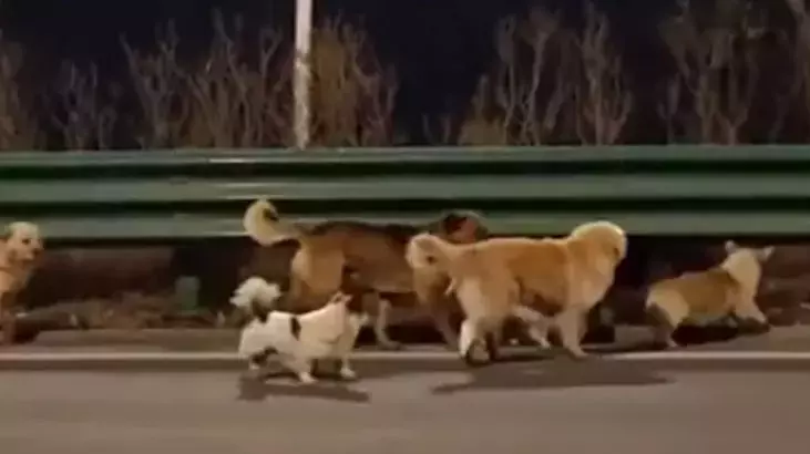 Köpeklerin kesimhaneden kaçış hikayesi