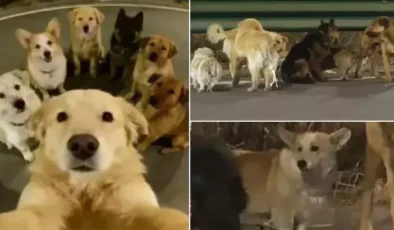 Ölüm Kamyonundan Firar: Yedi Kahraman Köpeğin Askeri Disiplinle Eve Dönüşü