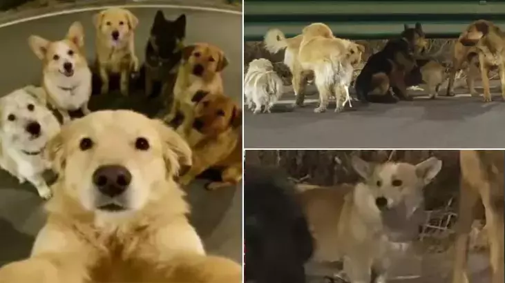 Ölüm Kamyonundan Firar: Yedi Kahraman Köpeğin Askeri Disiplinle Eve Dönüşü