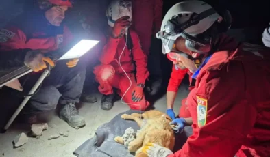 Kuşadası’nda Beton Hapishanesinden Mucize Kurtuluş: ‘Paris’ 7 Saat Sonra Özgür