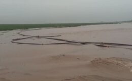 Mardin’de Sağanak Felaketi: Dereler Taştı, 30 Büyükbaş Hayvan Telef Oldu