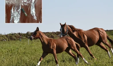 Mersin’de belediye aşevinde skandal: Kavurmanın içinden yarış atı çipi çıktı