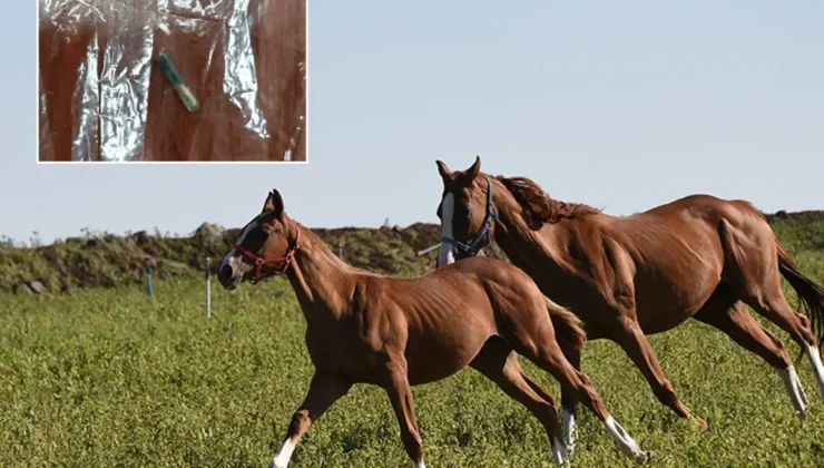 Mersin’de belediye aşevinde skandal: Kavurmanın içinden yarış atı çipi çıktı