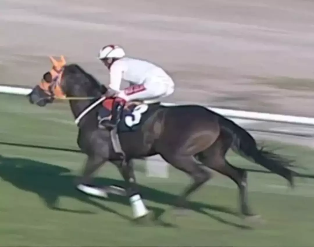 Şampiyon at kavurma skandalı