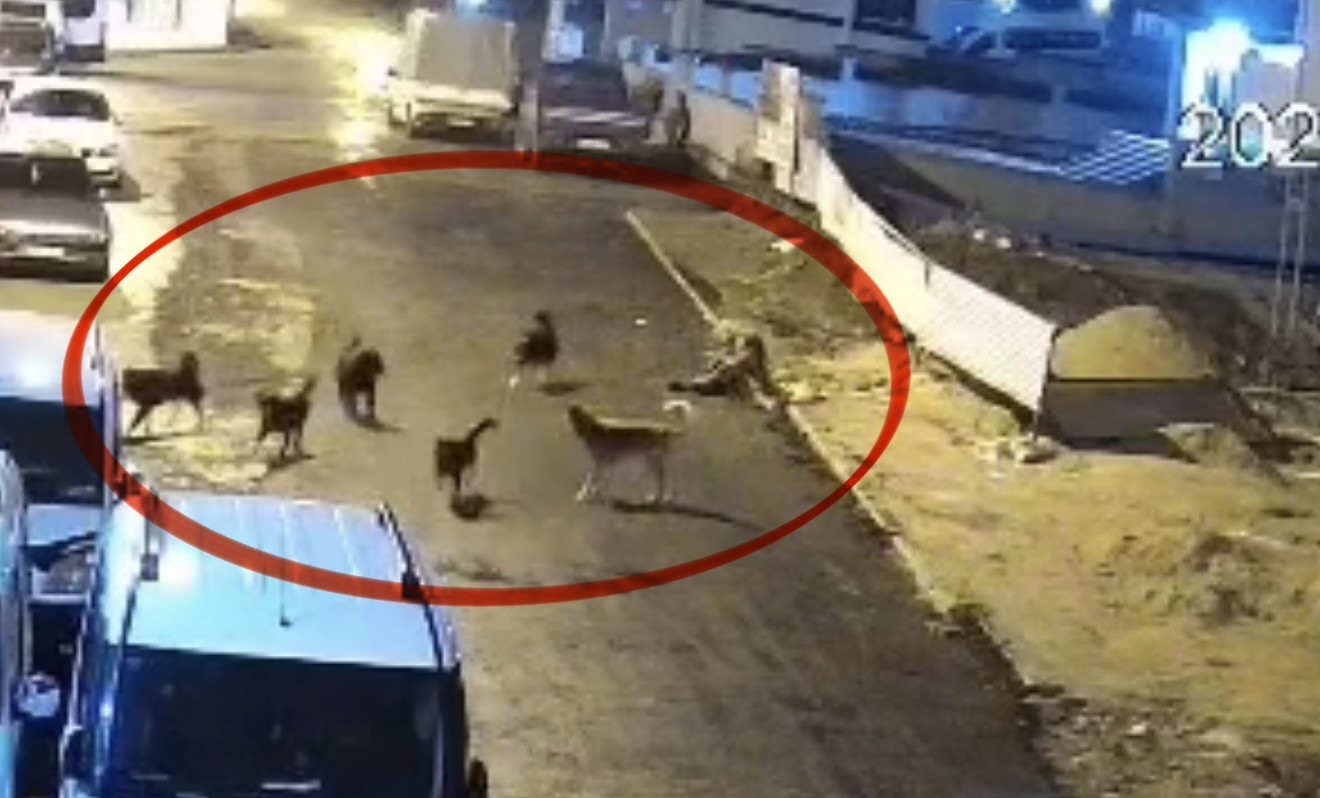 Samsun Sokak Köpeği Saldırısı