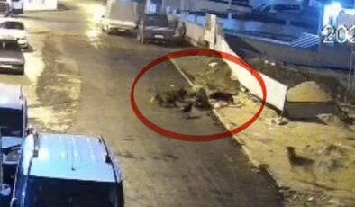 İbadet Dönüşü Kabusu Yaşadı: Samsun’da Köpek Sürüsü Yaşlı Kadına Saldırdı
