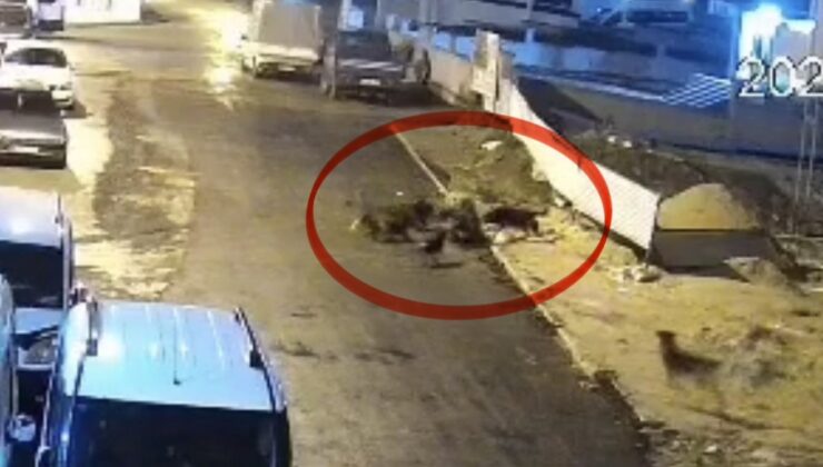İbadet Dönüşü Kabusu Yaşadı: Samsun’da Köpek Sürüsü Yaşlı Kadına Saldırdı
