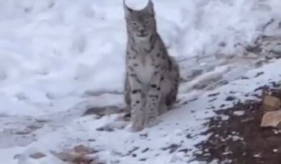 Şiran’da Doğanın Gizemli Misafiri: Nesli Tehlikedeki Vaşak Köy Merkezine İndi