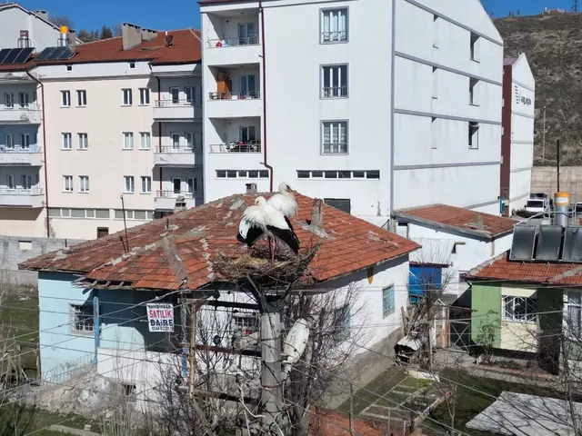 Sivas Şarkışla leylek yuvası