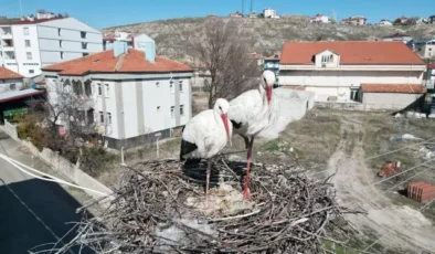 Leyleklerin 40 Yıllık Hasreti Sona Erdi: Duyarlı Vatandaş Yuvalarını Yeniledi