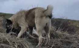 Sivas’ta Aşk Engel Tanımadı: Kayıp Kangal Yavrusu Sibirya Kurduyla El Ele Yakalandı!