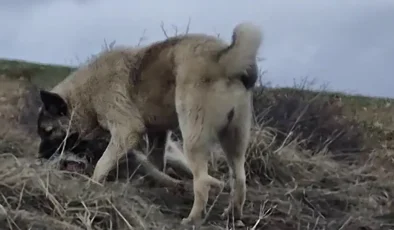 Sivas’ta Aşk Engel Tanımadı: Kayıp Kangal Yavrusu Sibirya Kurduyla El Ele Yakalandı!
