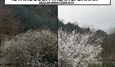 İstanbul’un Erken Uyanışı: Mart’ta Çiçeklenen Ağaçların Dili