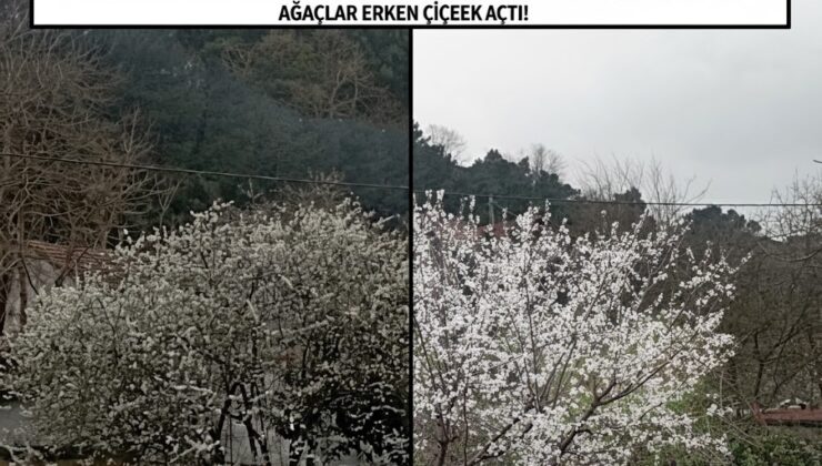 İstanbul’un Erken Uyanışı: Mart’ta Çiçeklenen Ağaçların Dili