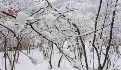 Fındıkta Don Endişesi: Uzmanlardan Açıklama “Şu An Risk Yok, Hava Faydası Sağlıyor”