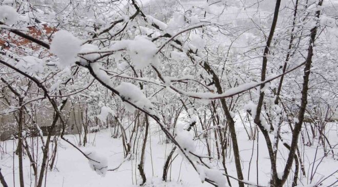 Fındıkta Don Endişesi: Uzmanlardan Açıklama “Şu An Risk Yok, Hava Faydası Sağlıyor”