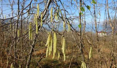 Fındık Üreticisine Kritik Uyarı: Komşu Tavsiyesiyle Değil Analizle Hareket Edin