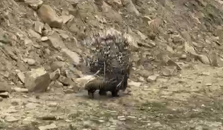 Diyarbakır oklu kirpi olayı