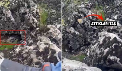 Diyarbakır’da Doğal Yaşam Alarmı: Dev Canlıyı Görünce Taş Yağmuruna Tuttular