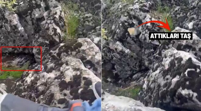 Diyarbakır’da Doğal Yaşam Alarmı: Dev Canlıyı Görünce Taş Yağmuruna Tuttular