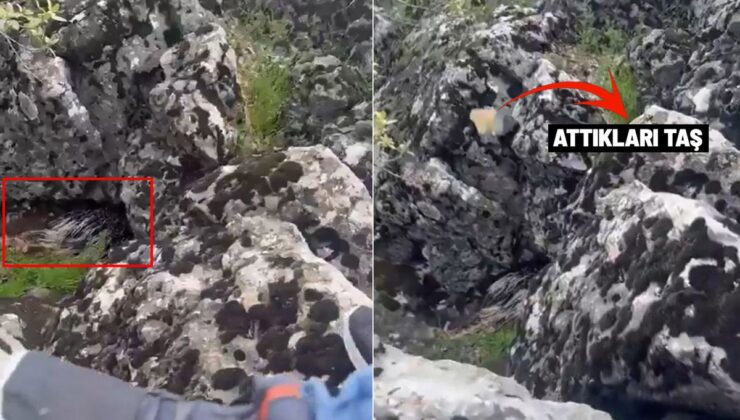 Diyarbakır’da Doğal Yaşam Alarmı: Dev Canlıyı Görünce Taş Yağmuruna Tuttular