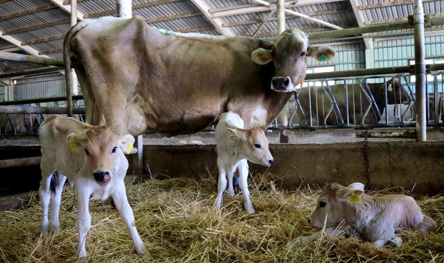 Edirne buzağı ölümleri eğitimi