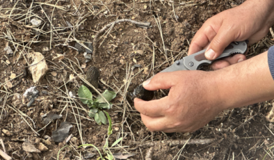 Yanan Ormanlardan Servet Fışkırdı: Kastamonu’da Küllerin Arasında Gizli Hazine