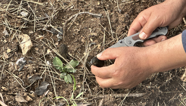 Yanan Ormanlardan Servet Fışkırdı: Kastamonu’da Küllerin Arasında Gizli Hazine