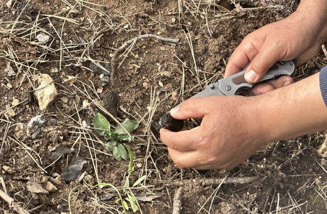 Yanan Ormanlardan Servet Fışkırdı: Kastamonu’da Küllerin Arasında Gizli Hazine