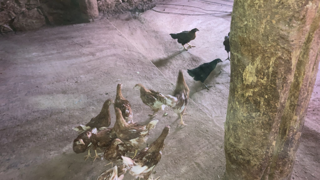 Şebinkarahisar Ziraat Odası tavuk dağıtımı
