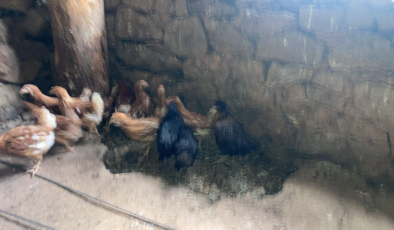 Şebinkarahisar’da Üreticiye Kanatlı Desteği: Köy Tavukları Yeni Yuvalarına Kavuştu