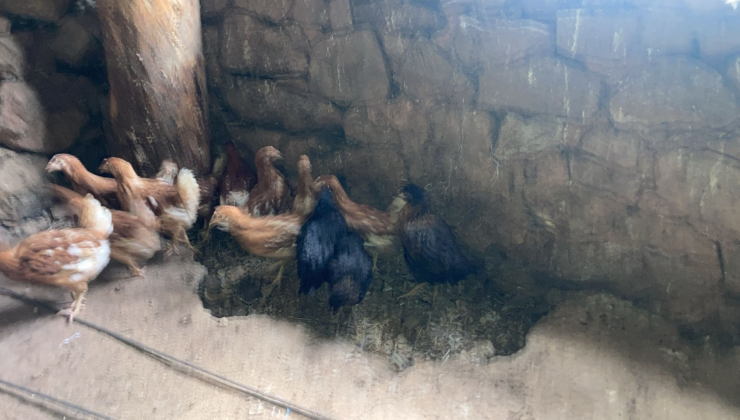 Şebinkarahisar’da Üreticiye Kanatlı Desteği: Köy Tavukları Yeni Yuvalarına Kavuştu